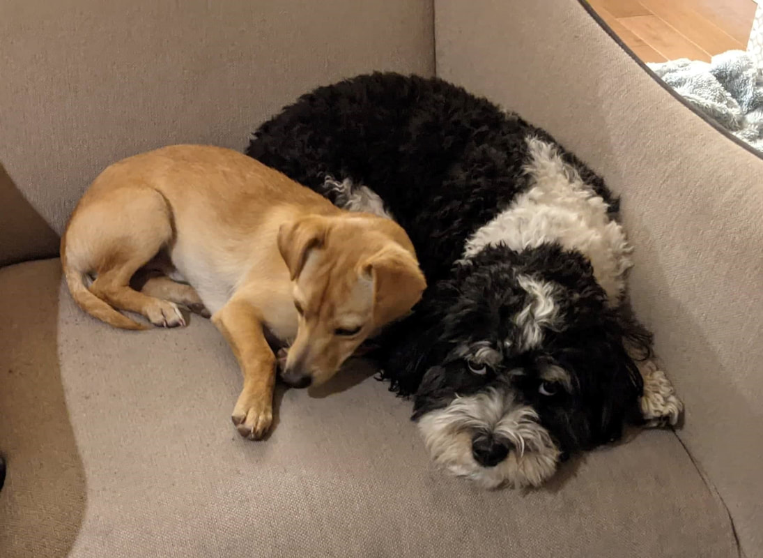 Two dogs cuddled up